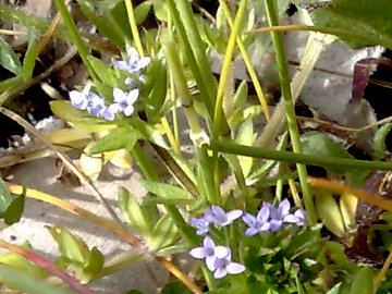 Rassomiglia al Galium aparine - no, Sherardia arvensis